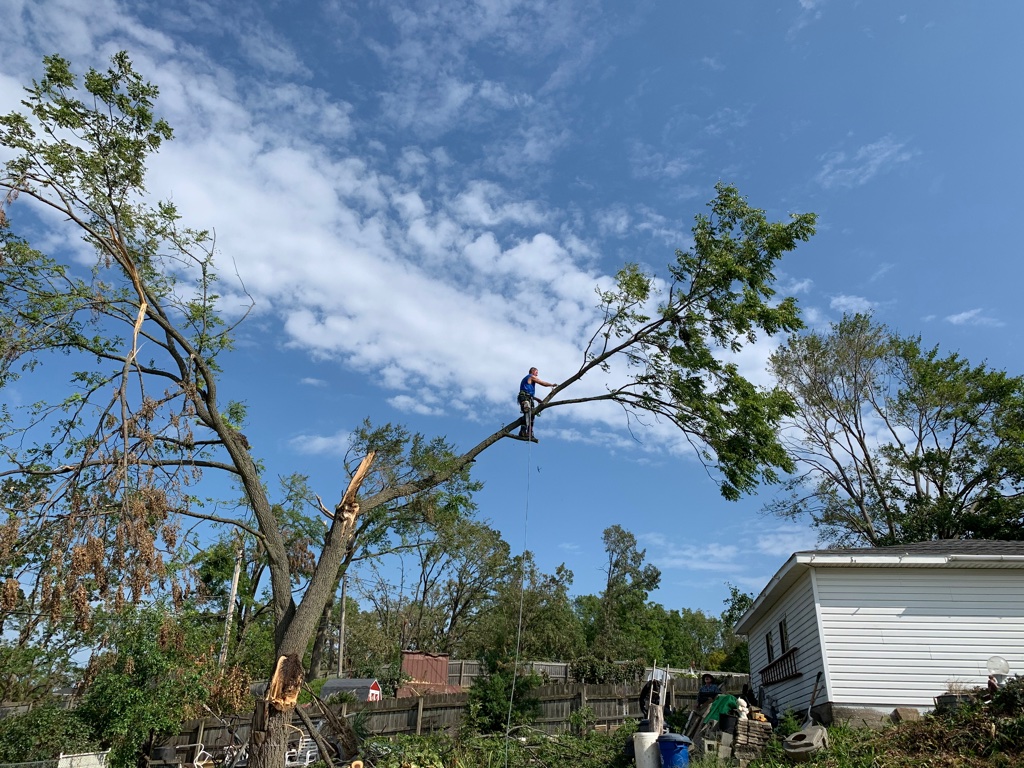 Tree Trimming and Tree Removal Specialists in Central Minnesota 24 hr